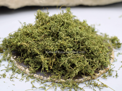 Beifuß-Artemisia-annua