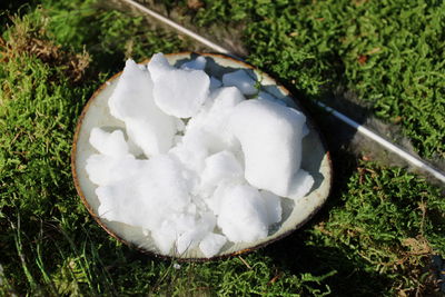 Kampfer naturrein - Cinnamomum campfora